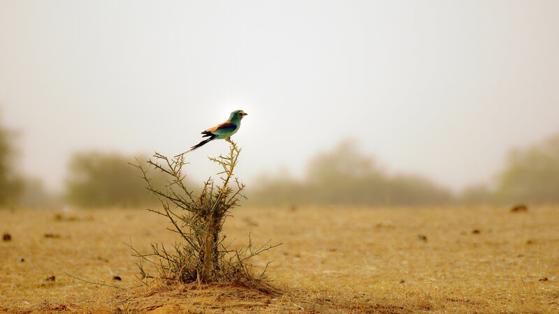 Bird on a Thorny Bush — Brown