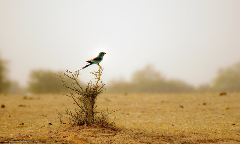 bird on a thorny bush