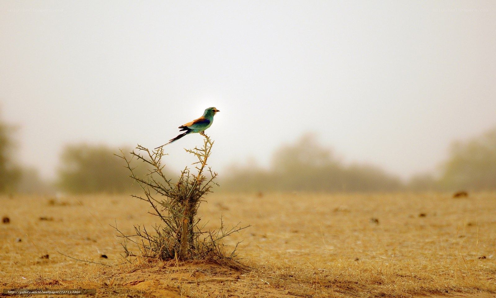 bird on a thorny bush