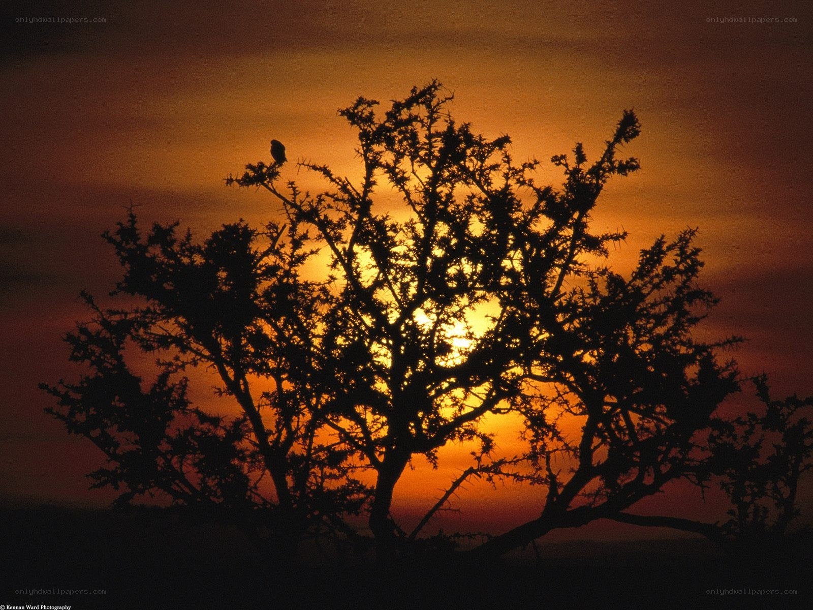 Bird on a thorny tree at sunset