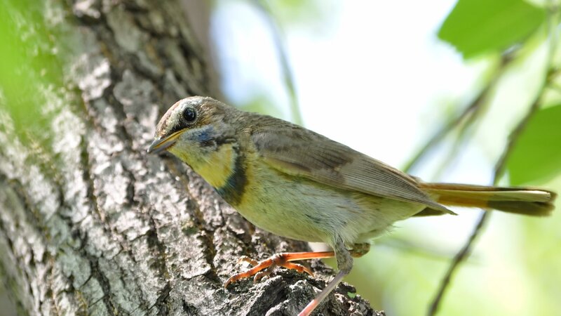 bird on a tree branch