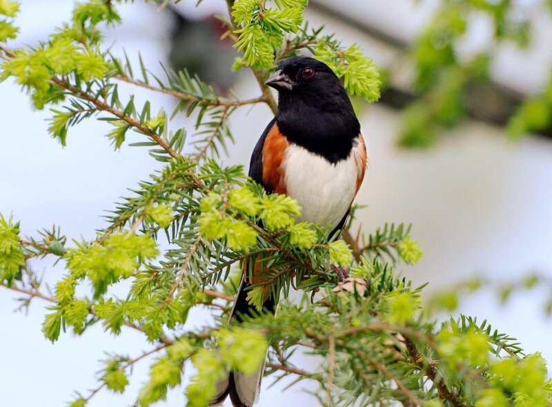 bird on a tree branch