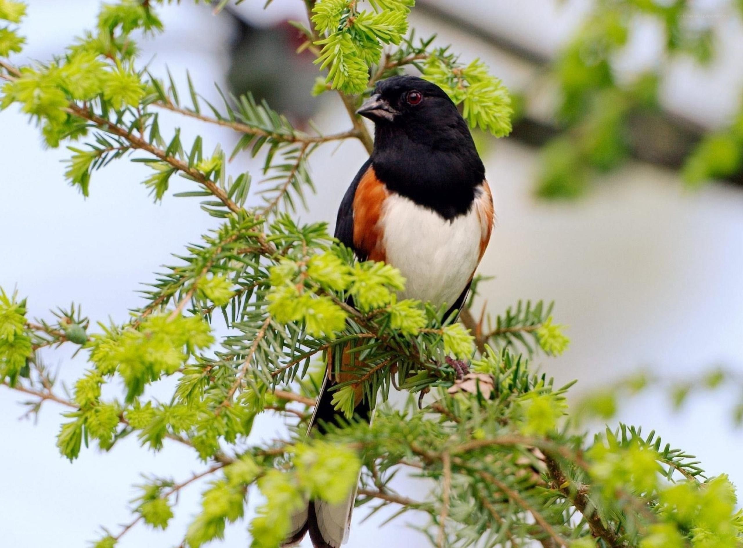 bird on a tree branch