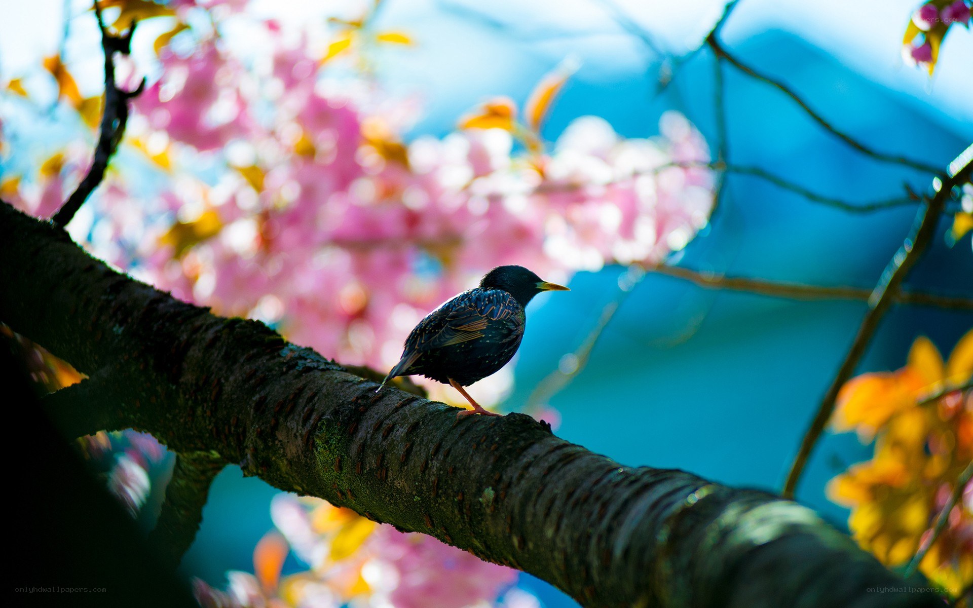 bird on a tree branch