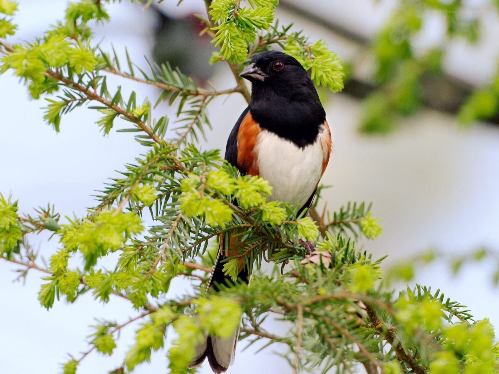 bird on a tree branch