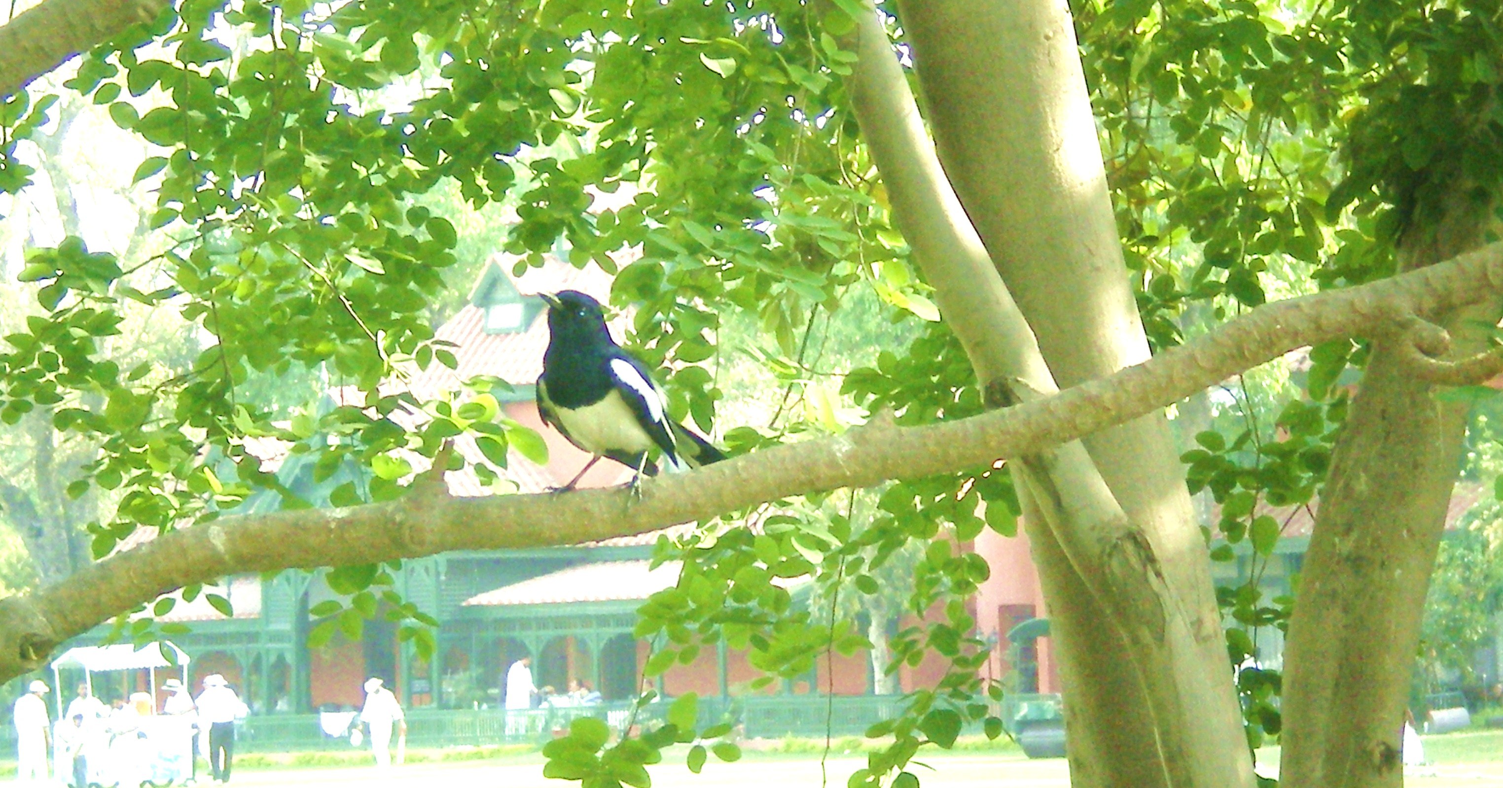 bird on a tree branch