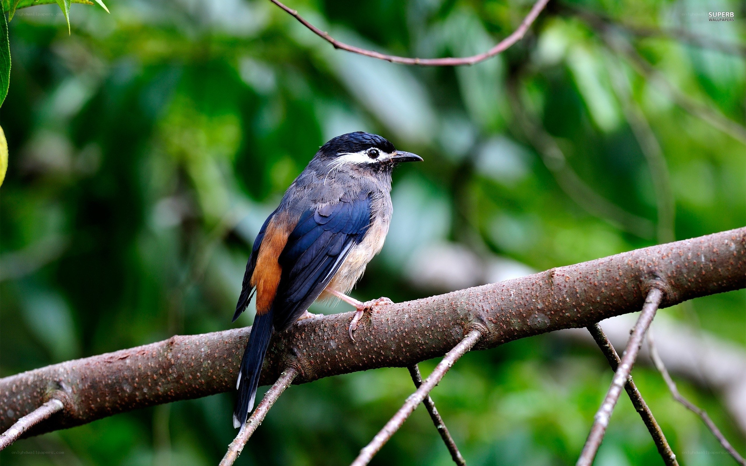 bird on a tree branch