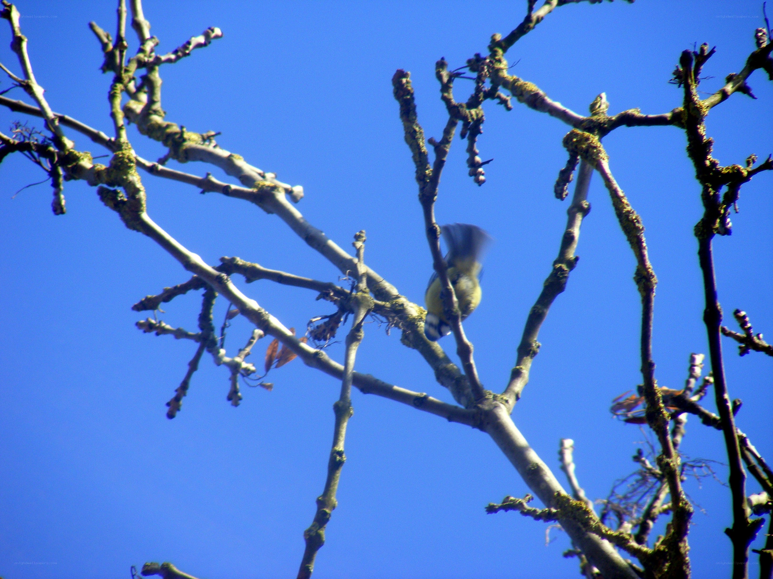bird on a tree branch