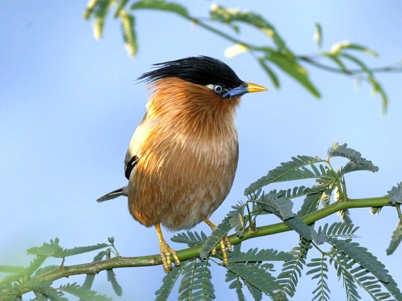bird on a tree branch
