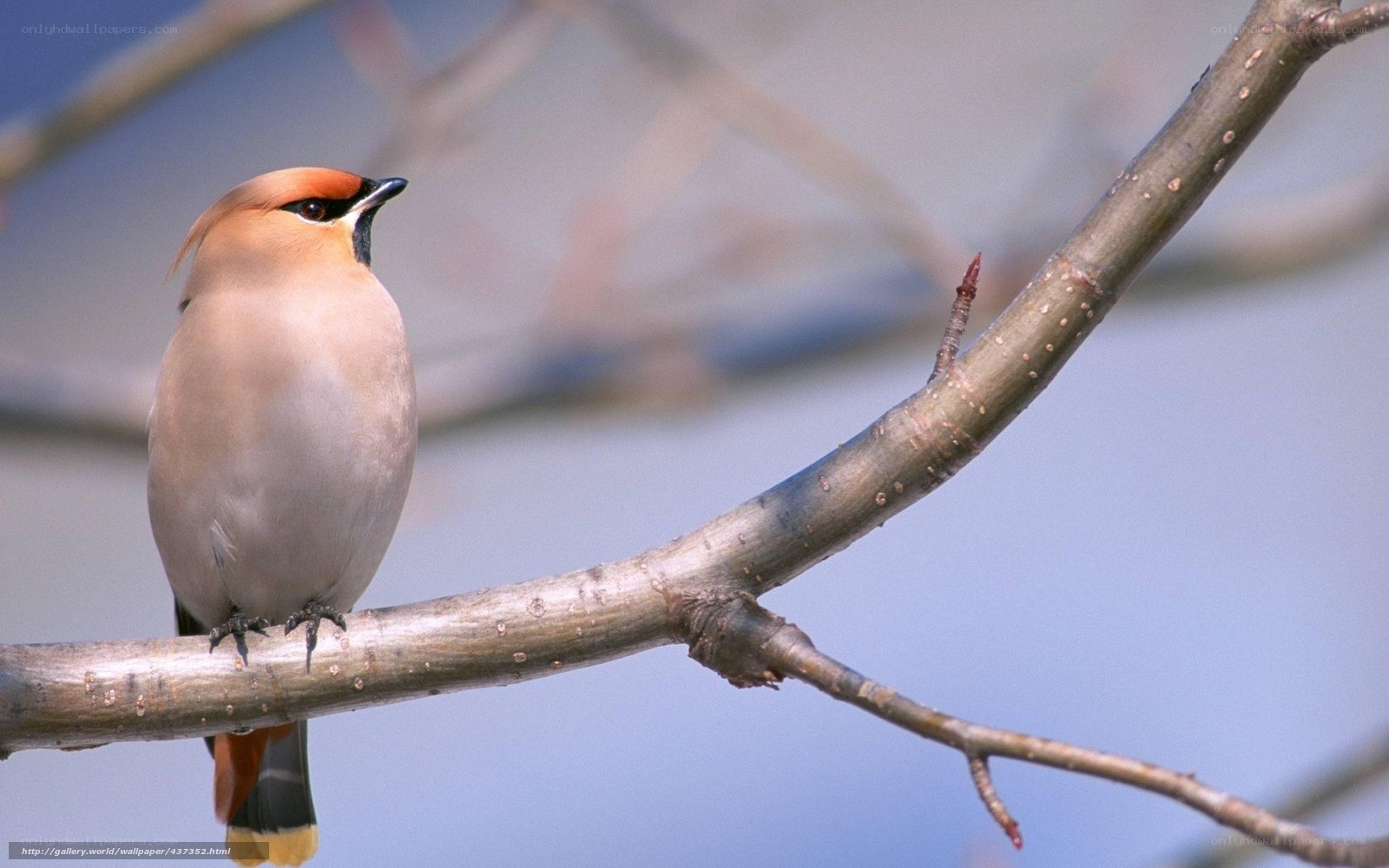 bird on a tree branch