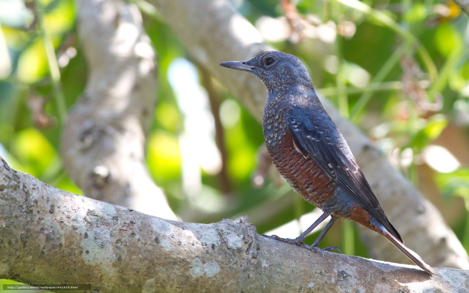 bird on a tree branch