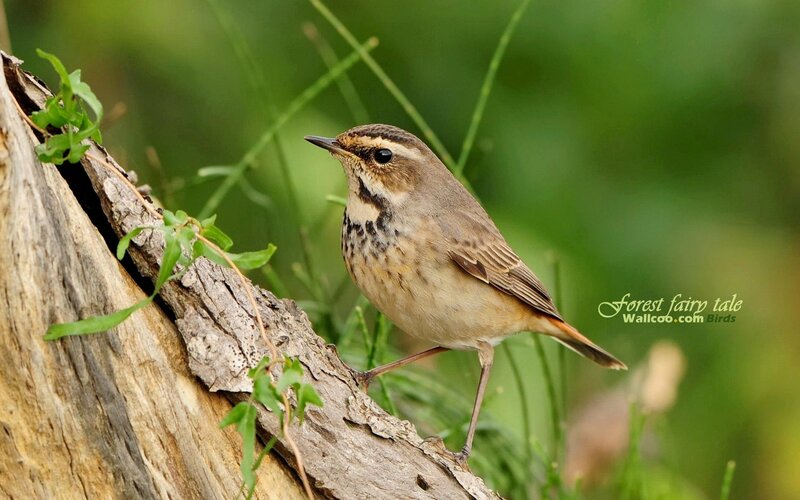 bird on a tree branch