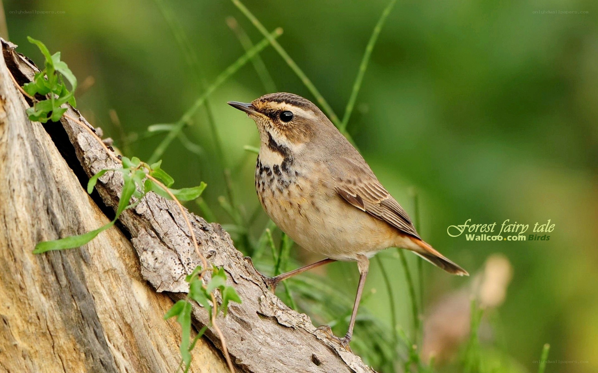 bird on a tree branch