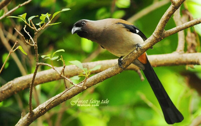 bird on a tree branch