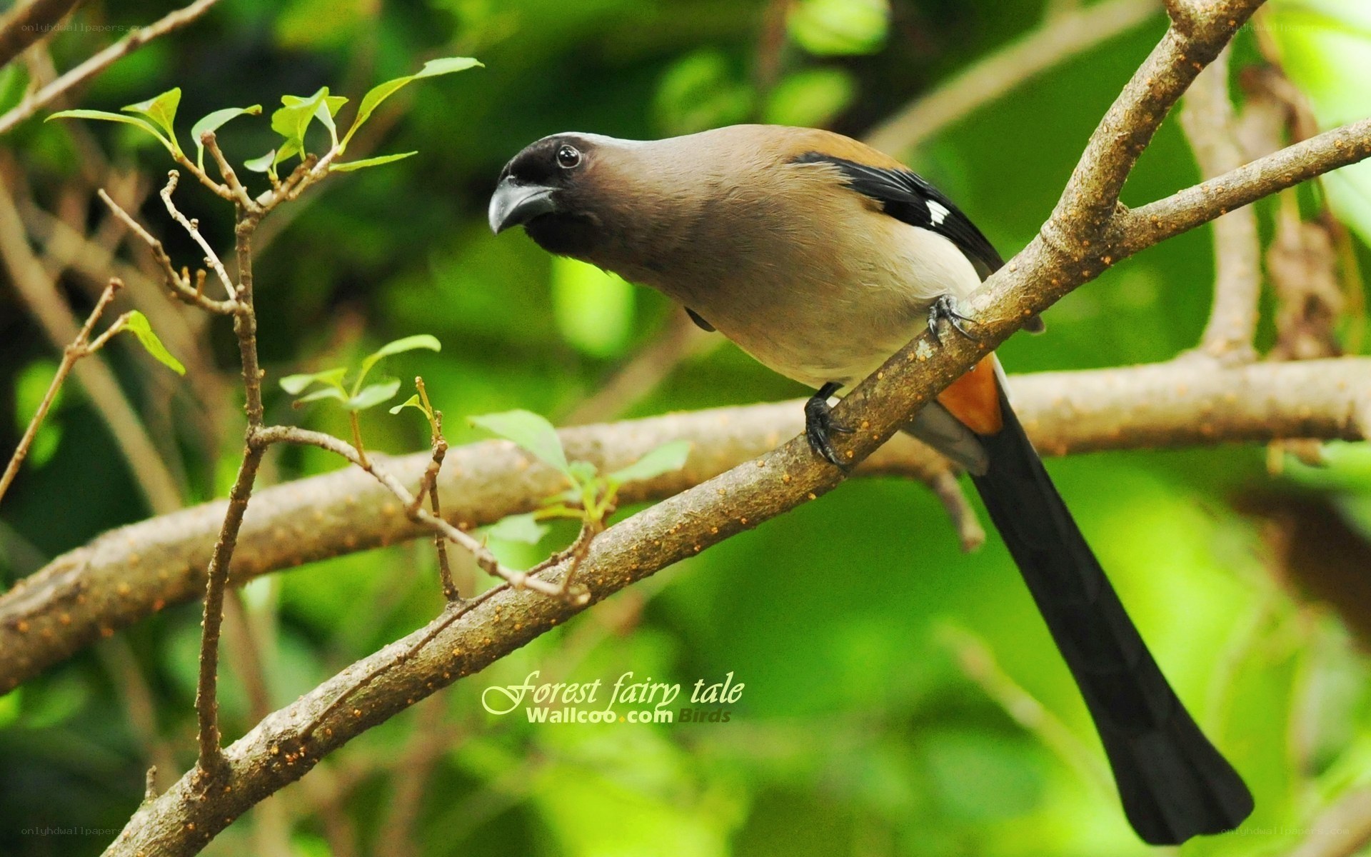 bird on a tree branch