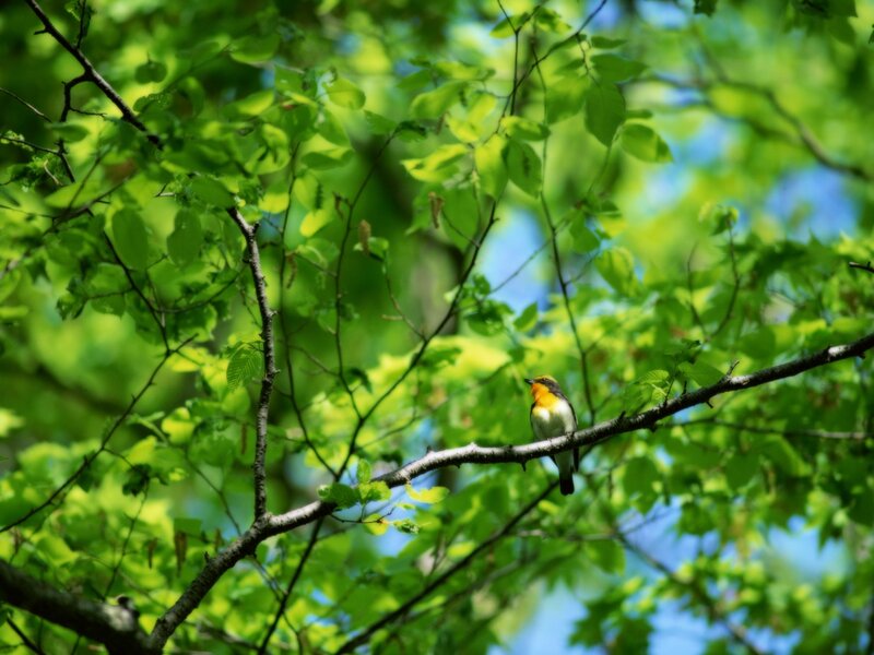 Bird on a tree branch