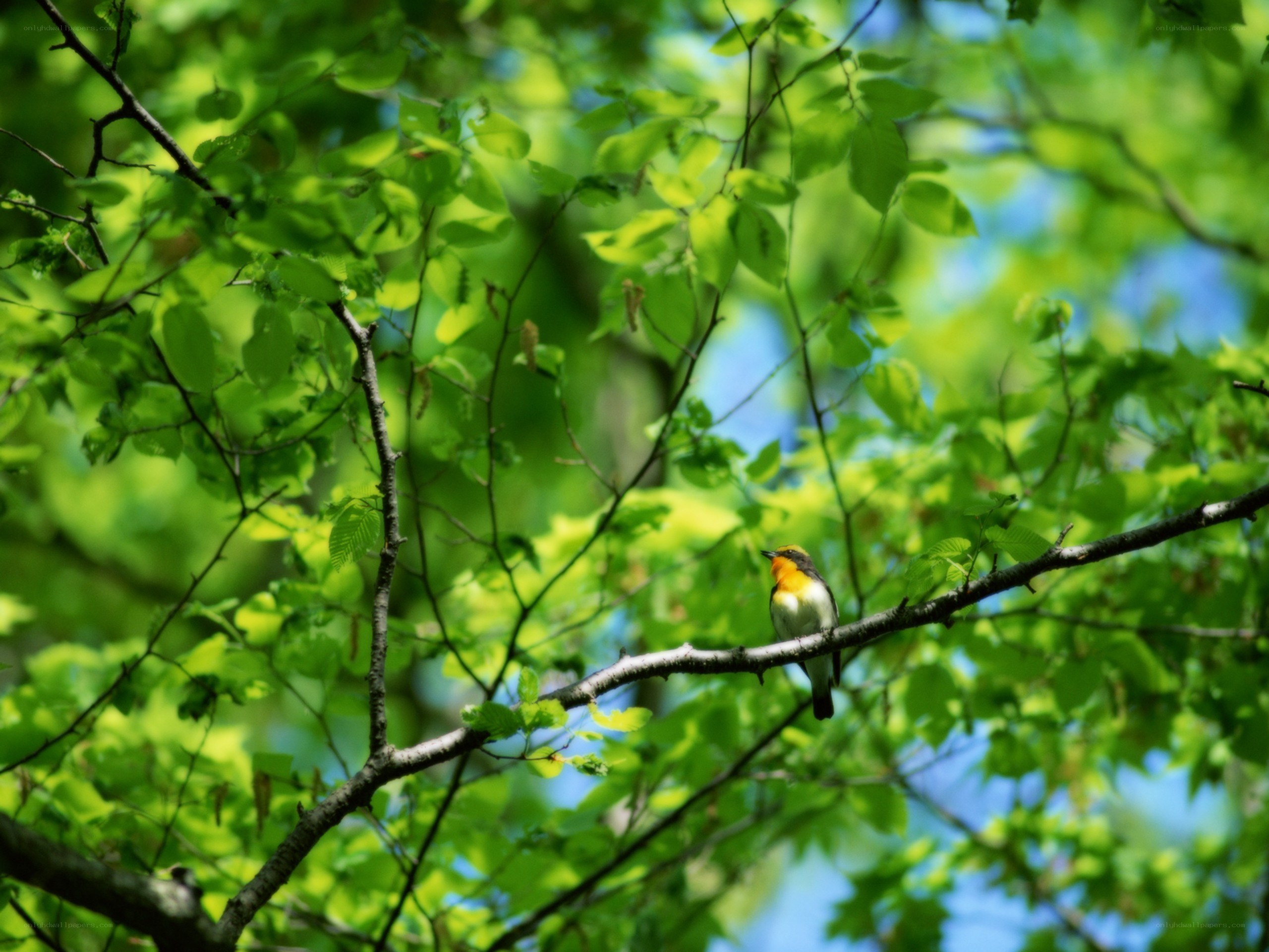 Bird on a tree branch