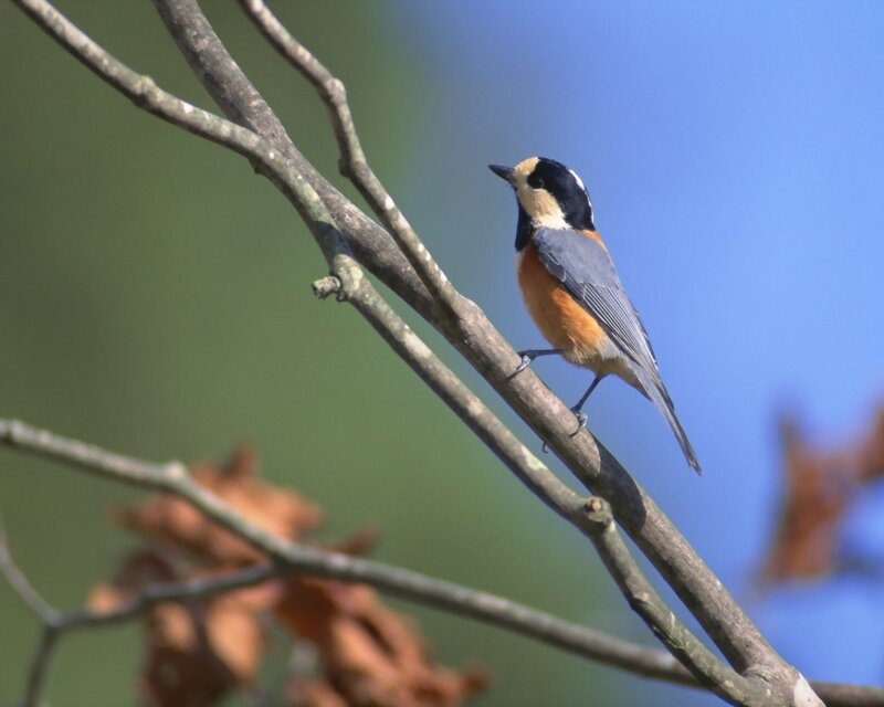 Bird on a Tree Branch — Blue