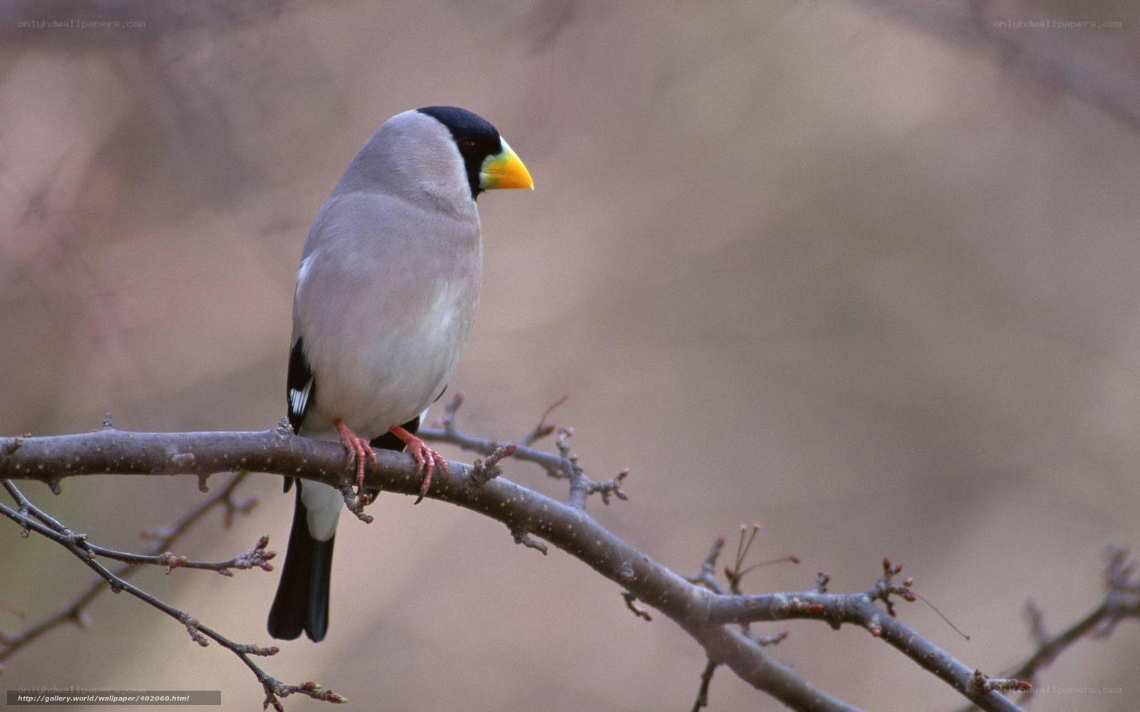 bird on a tree branch