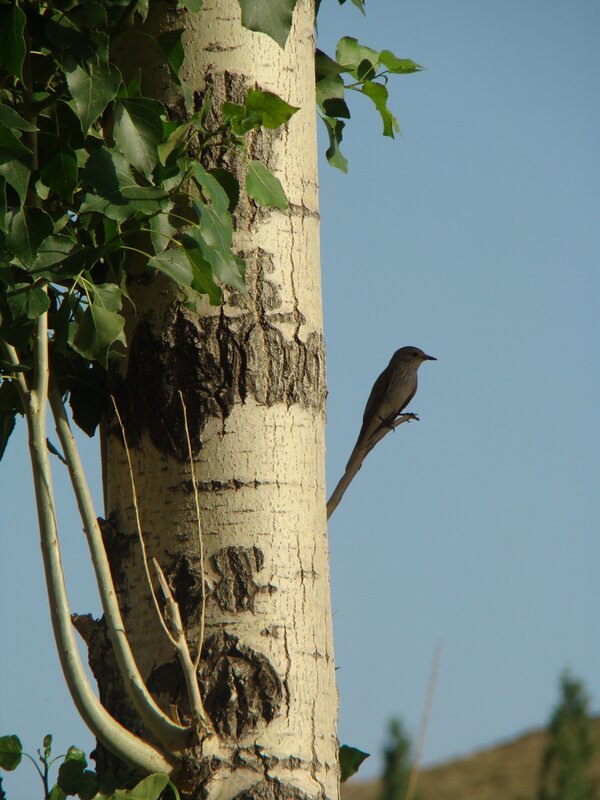 bird on a tree trunk