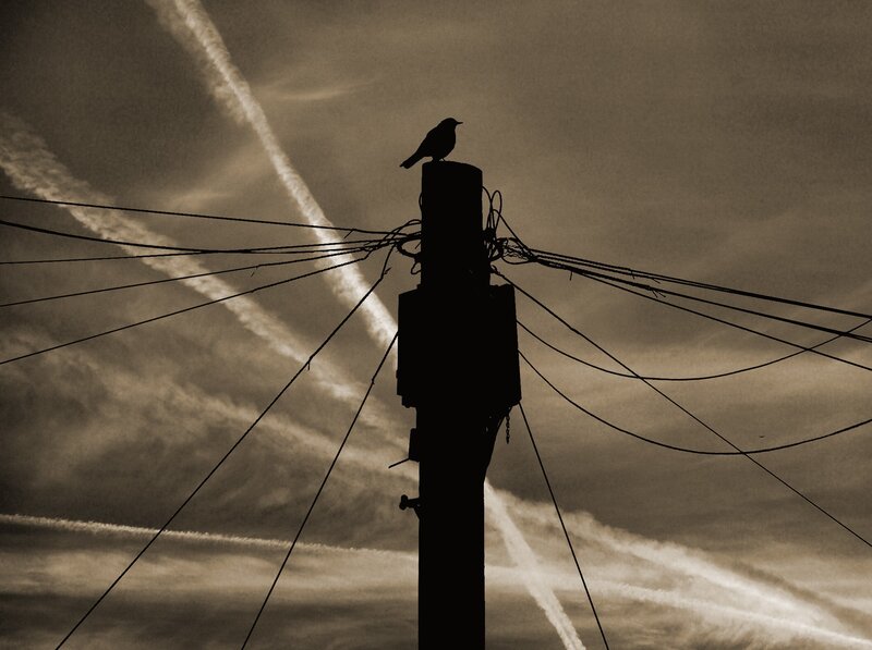 Bird on a utility pole