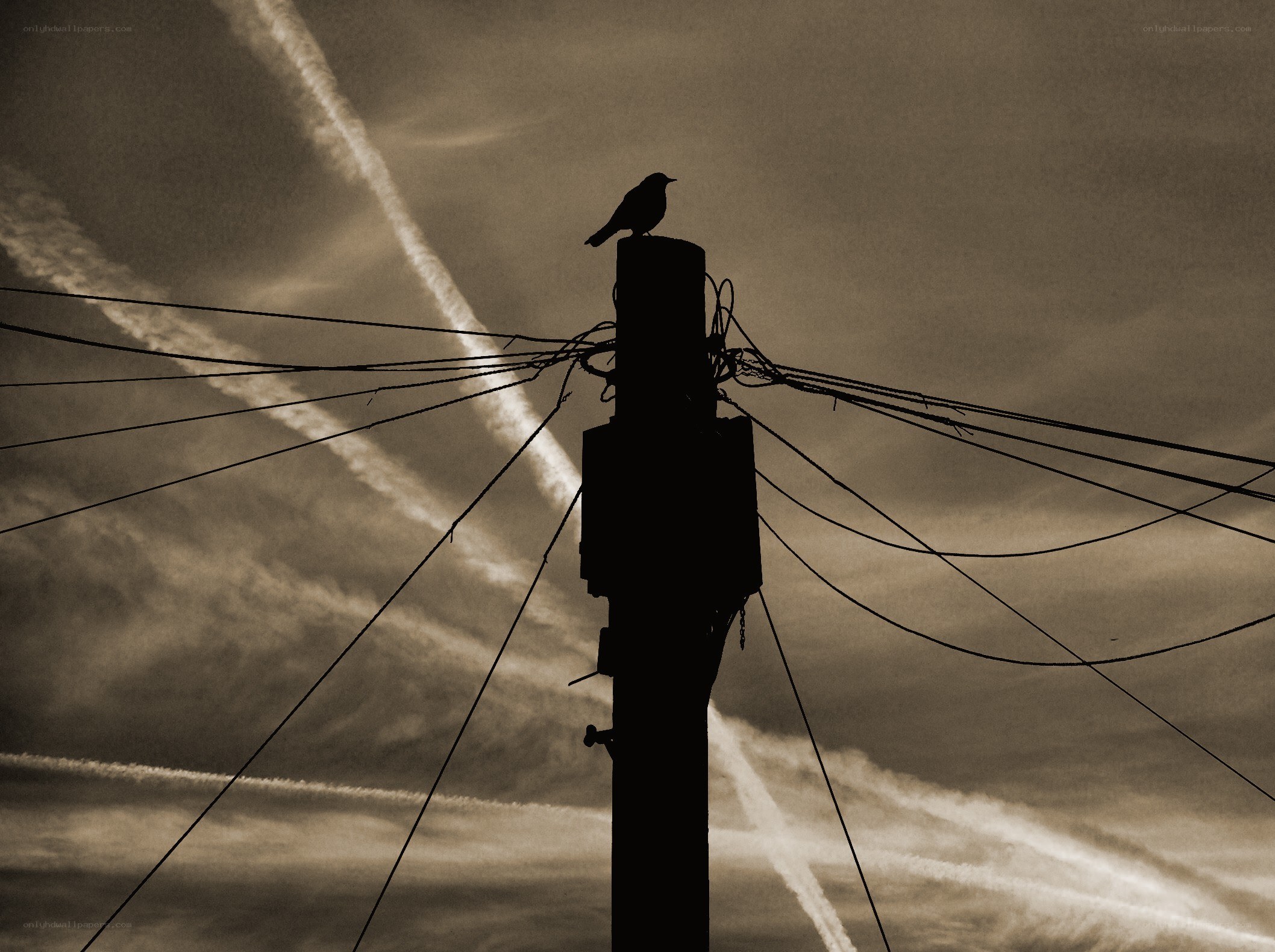 Bird on a utility pole