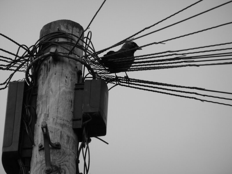 bird on a utility pole
