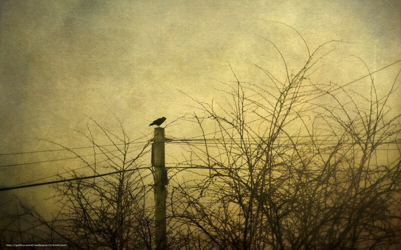 Bird on a utility pole