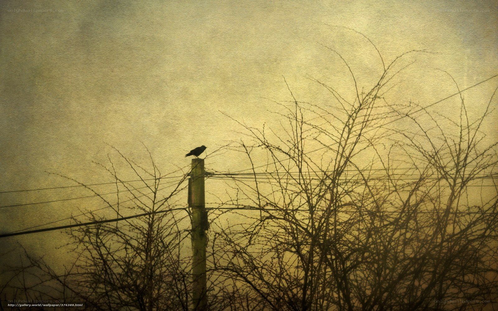Bird on a utility pole