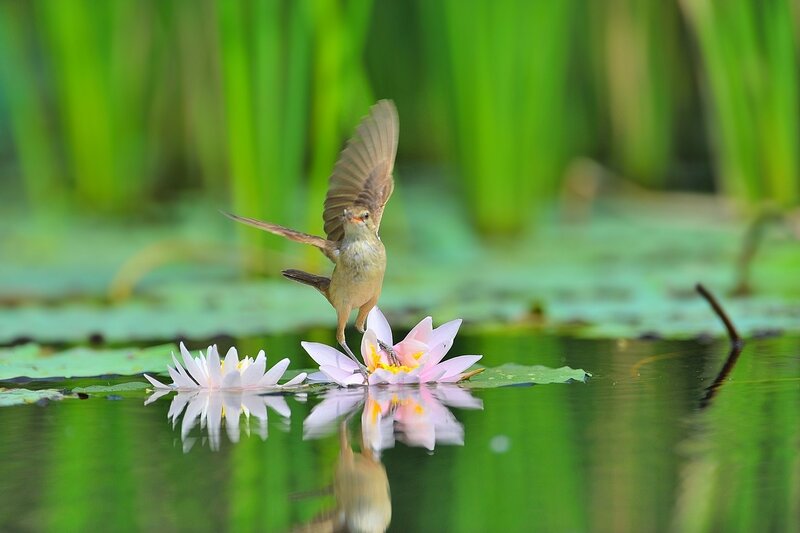 Bird on a water lily