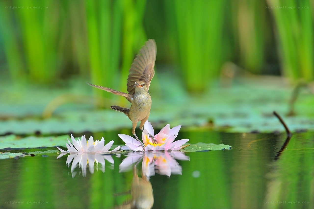 Bird on a water lily