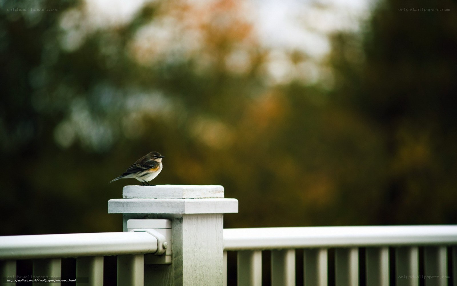 bird on a white railing