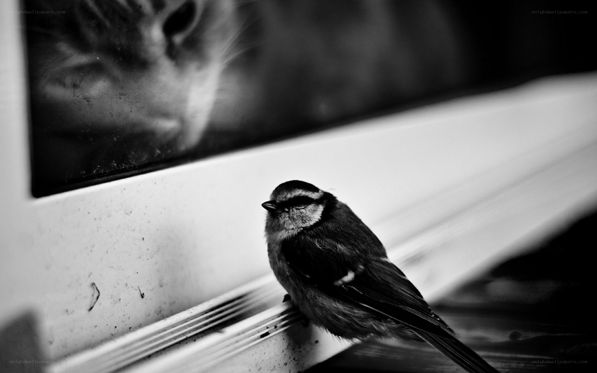 bird on a windowsill