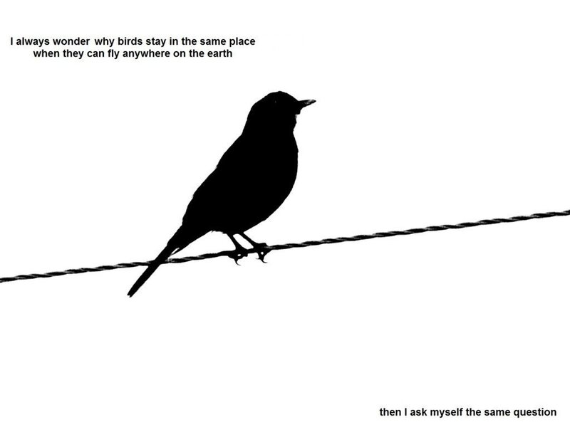 bird on a wire
