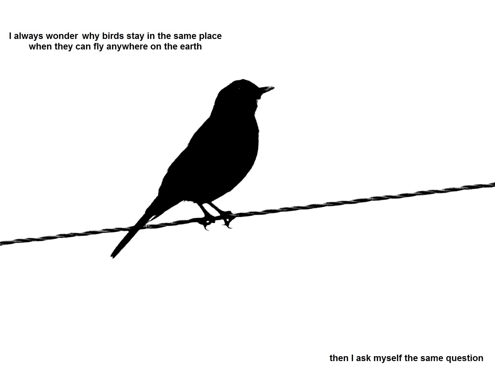 bird on a wire