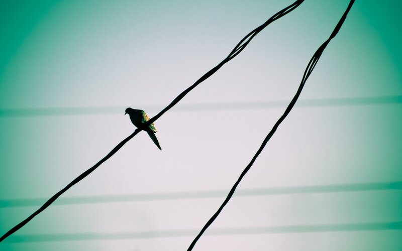bird on a wire