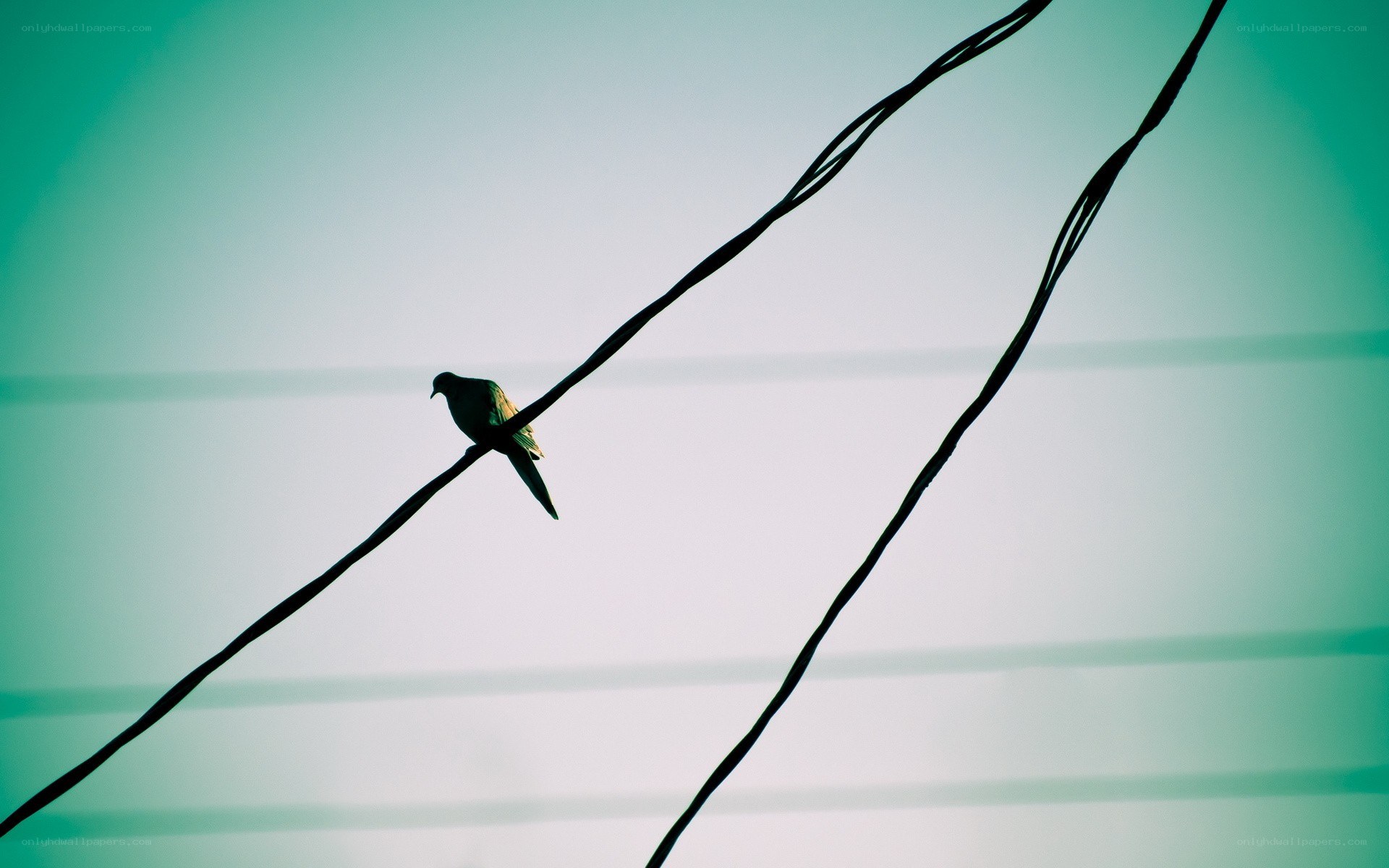 bird on a wire