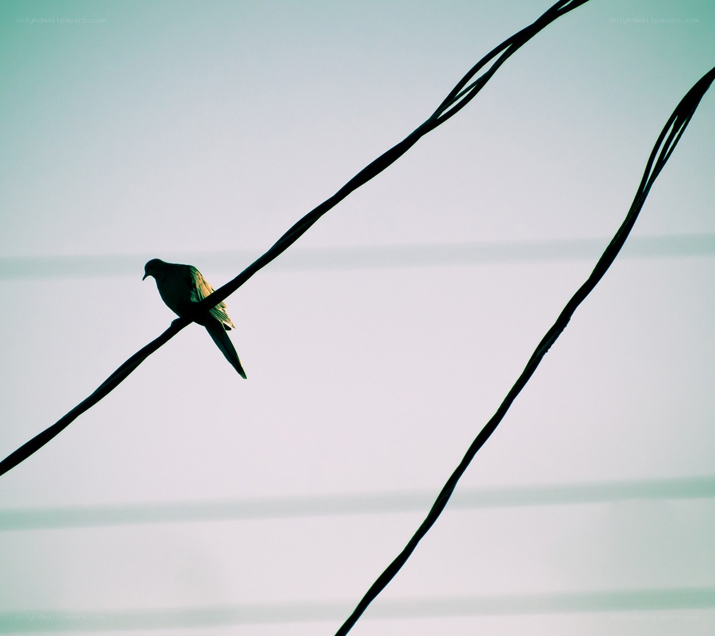 bird on a wire
