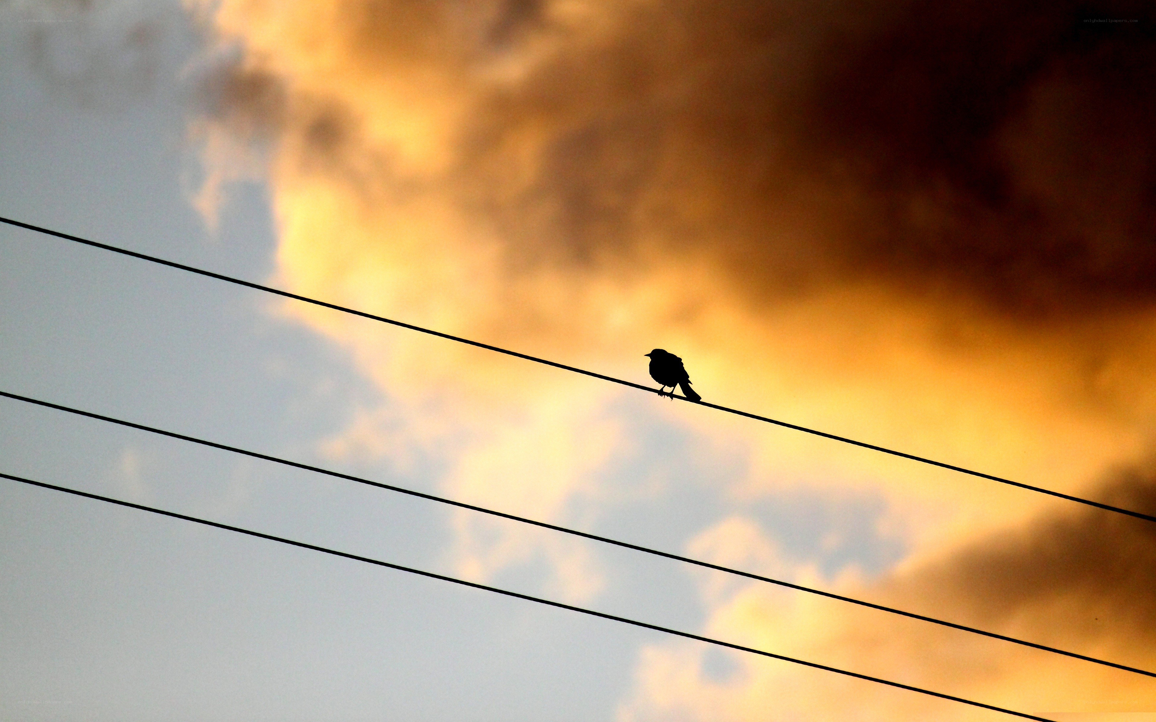 bird on a wire at sunset