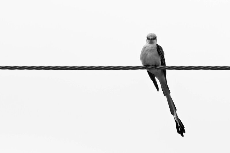 Bird on a Wire — Black