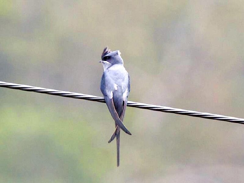 Bird on a Wire — Gray