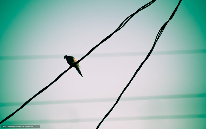 bird on a wire
