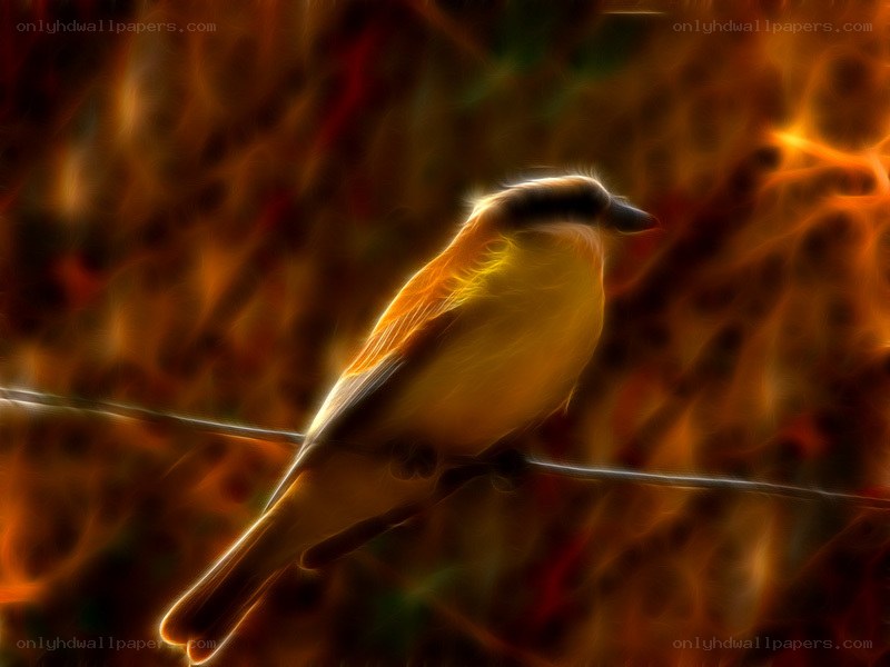 bird on a wire with fiery background