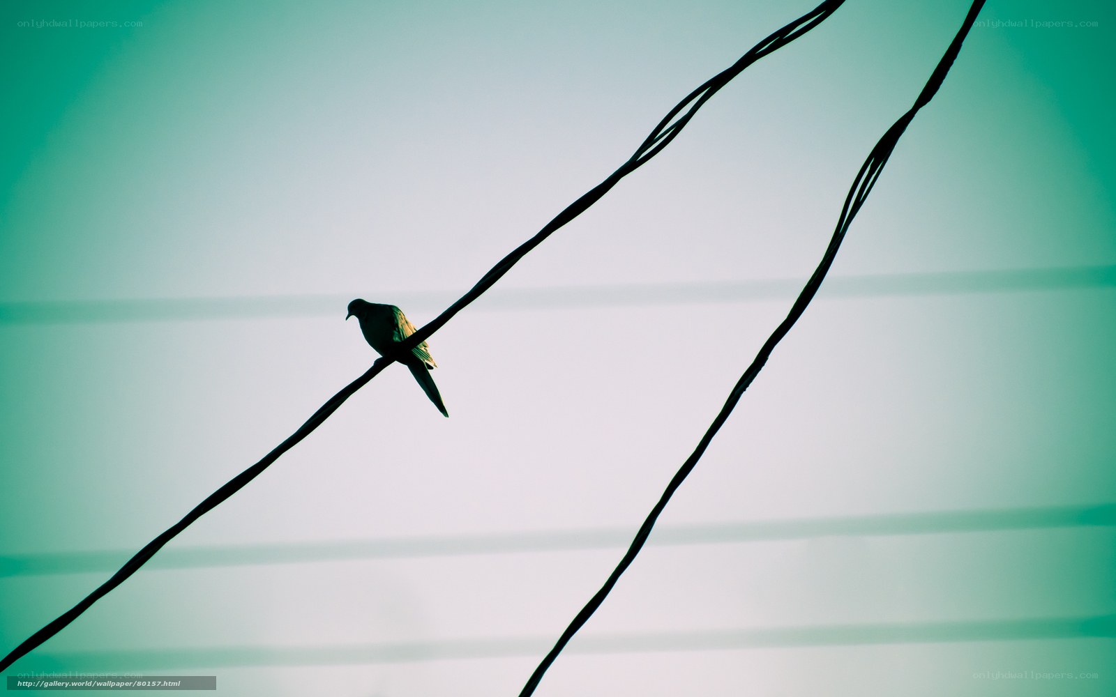 bird on a wire