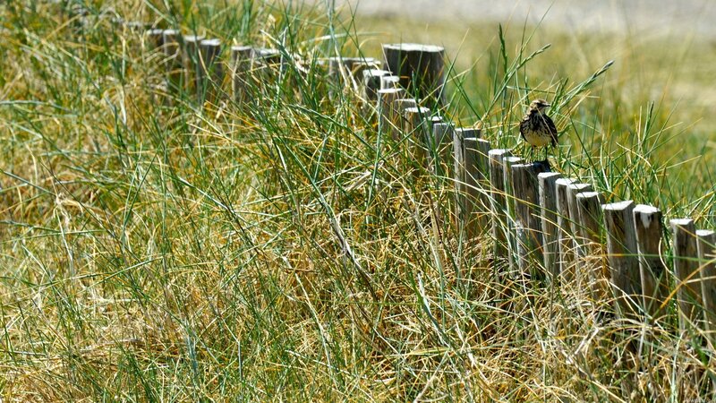 Bird on a wooden fence
