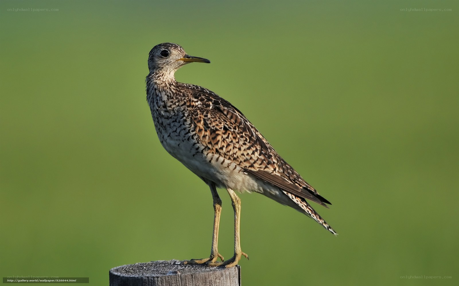 bird on a wooden post