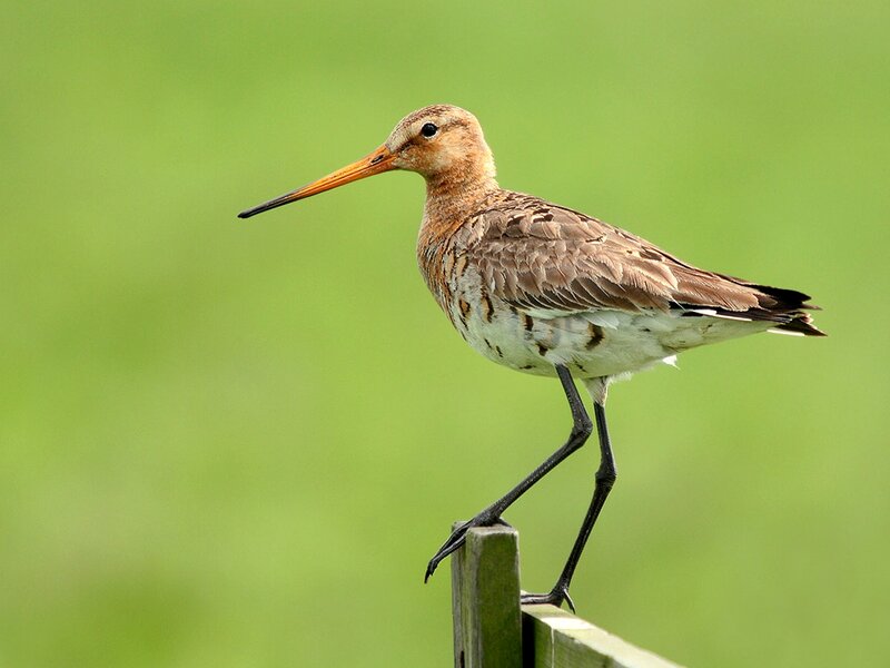bird on a wooden post