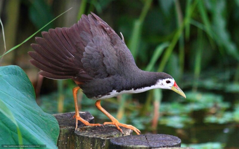 bird on a wooden post
