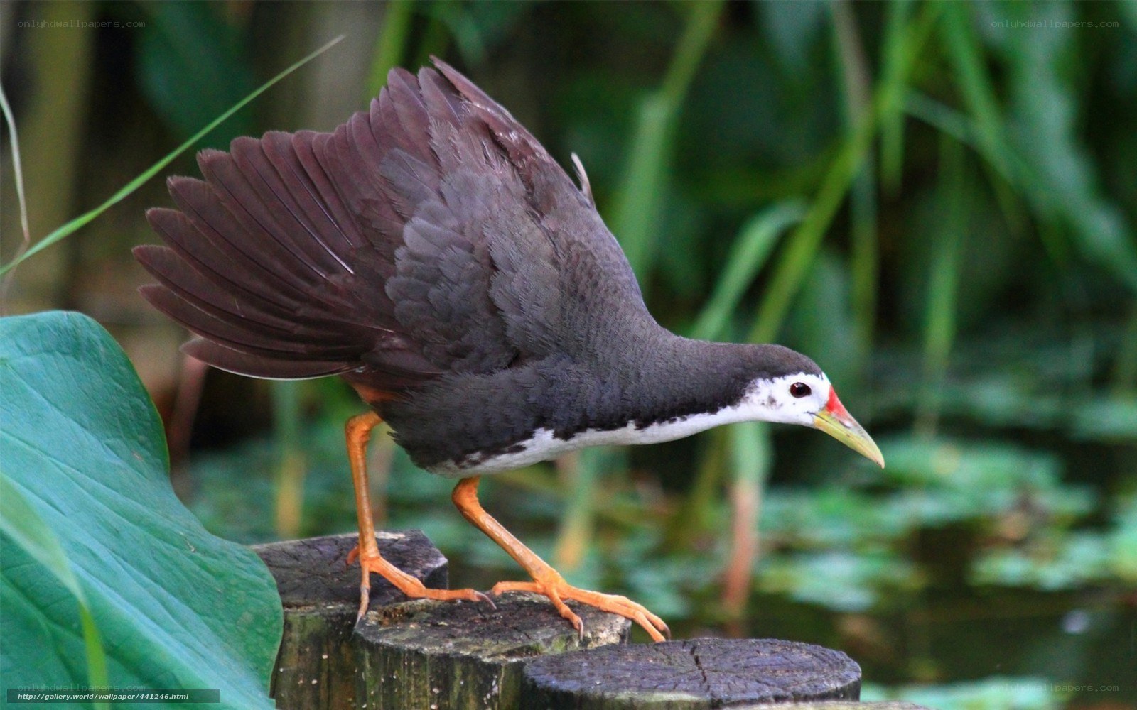 bird on a wooden post