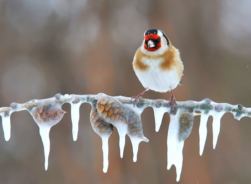 Bird on an icy branch